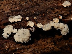 Rigidoporus concrescens