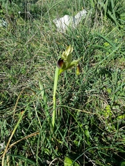 Iris tuberosa