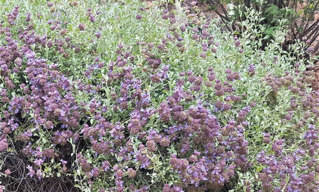 Dorzan (Sage) main image 1