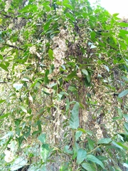 Decaneuropsis gratiosa