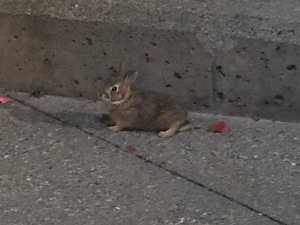 Eastern Cottontail from Fremont Ave N & N 34th St, Seattle, WA 98103