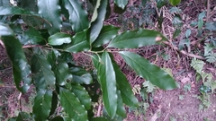 Itea parviflora