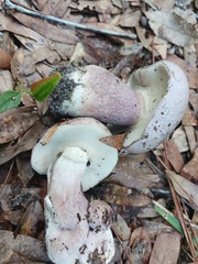 Tylopilus plumbeoviolaceus image
