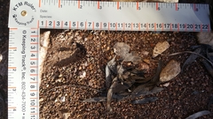 Odocoileus virginianus couesi