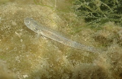 Arrow Goby photo 5