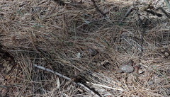 Lithobates sylvaticus image