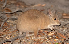 Rufous Hare-Wallaby photo 3