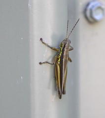 Bermius odontocercus