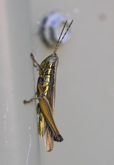 Bermius odontocercus