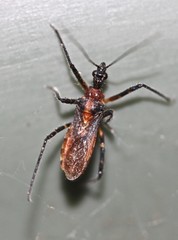 Trachylestes aspericollis