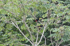 Ramphastos sulfuratus image