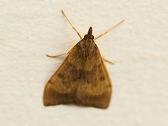 Uresiphita maorialis