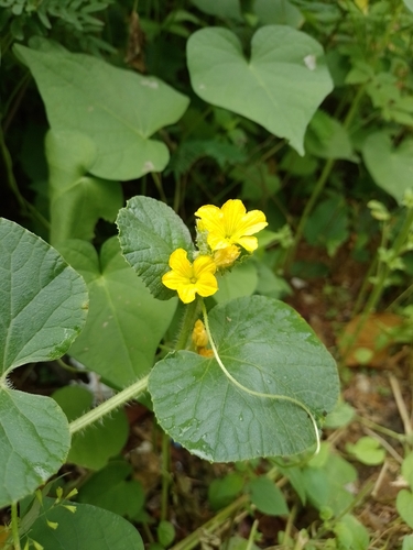 Muskmelon (Cucumis melo)