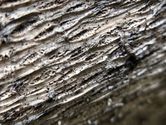 Mycocalicium subtile