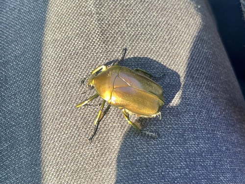Japanese Drone Beetle photo 3
