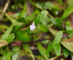 Mazus pumilio