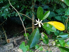 Magnolia compressa