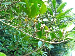 Magnolia compressa