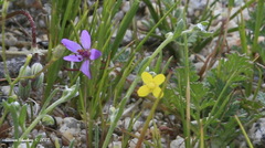 Camissonia strigulosa