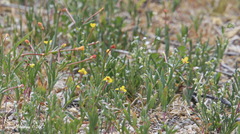 Camissonia strigulosa