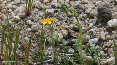 Eriophyllum wallacei