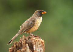 Black-Throated Saltator photo 2