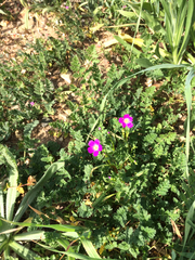 Calandrinia menziesii
