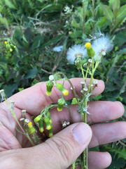 Senecio vulgaris