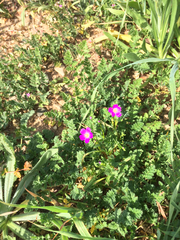 Calandrinia menziesii