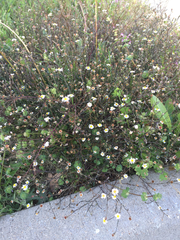 Symphyotrichum divaricatum