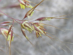 Pentameris barbata barbata