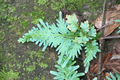 Selaginella willdenowii
