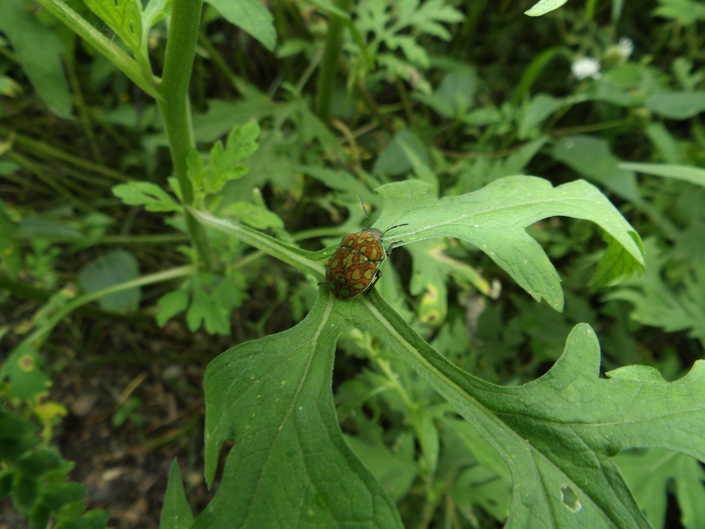 Orsilochides Variabilis From Catemaco Ver M Xico On August At Pm By Francisco