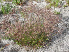 Pentameris barbata barbata
