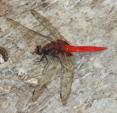 Orthetrum testaceum soembanum