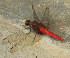 Orthetrum testaceum soembanum