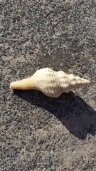 Propefusus australis