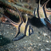 Banggai Cardinalfish - Photo (c) David R, some rights reserved (CC BY-NC), uploaded by David R