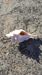 Pterochelus triformis