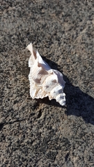Pterochelus triformis