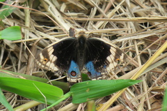 Junonia orithya wallacei