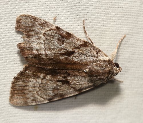 Gloomy Underwing photo 4