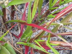 Pentameris barbata barbata