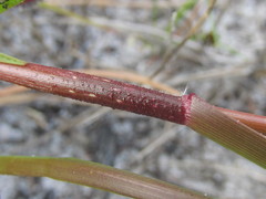 Pentameris barbata barbata