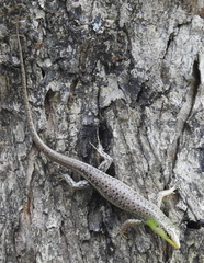 Lamprolepis smaragdina