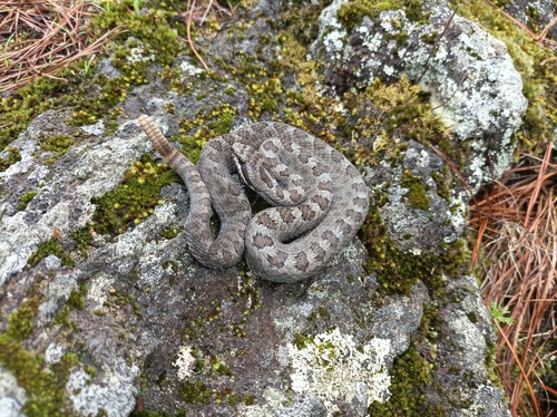Mexican Smallhead Rattlesnake