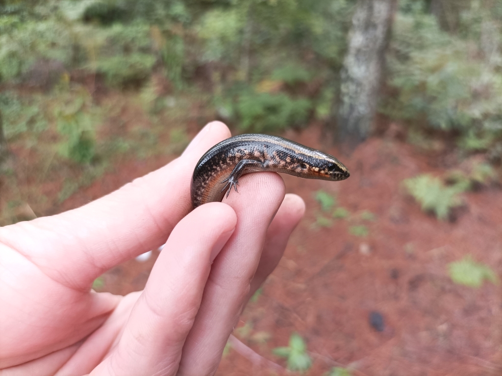 Huaxteca Lesser Galliwasp
