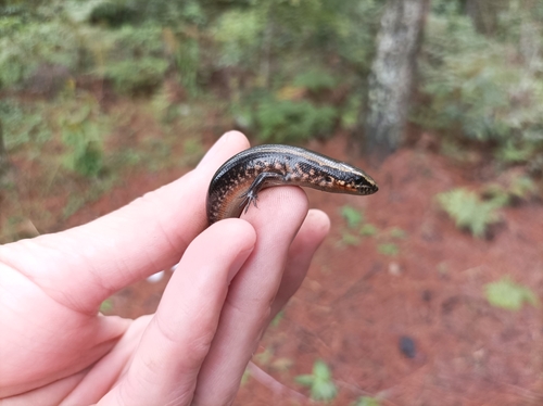 Huaxteca Lesser Galliwasp