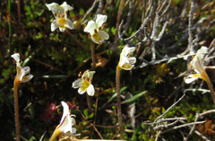 Euphrasia wettsteiniana