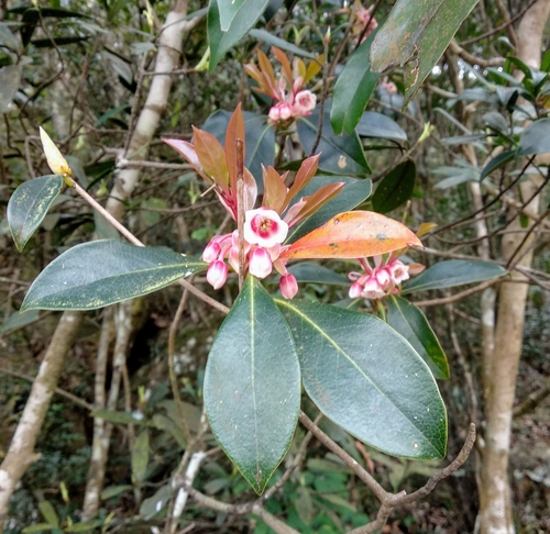 Image of Enkianthus quinqueflorus by (c) portioid, some rights reserved (CC BY)